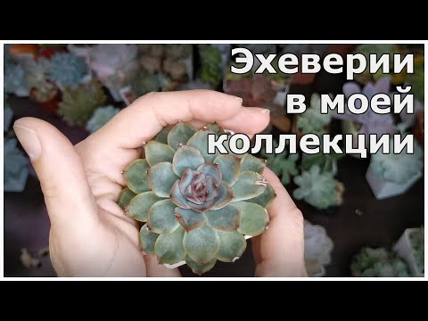 Видео: Эхеверии в моей коллекции