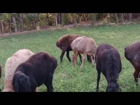 Видео: 29 октября 2025 г.