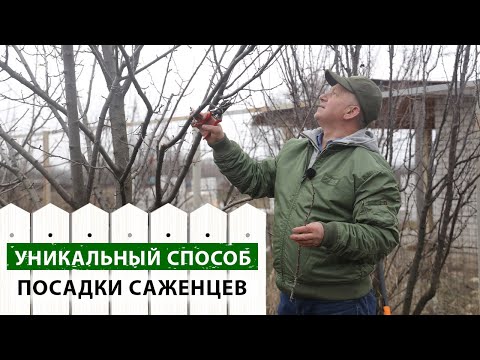 Видео: Посадка НЕСКОЛЬКИХ саженцев в ОДНУ ЯМУ. УНИКАЛЬНЫЙ способ + РЕЗУЛЬТАТ