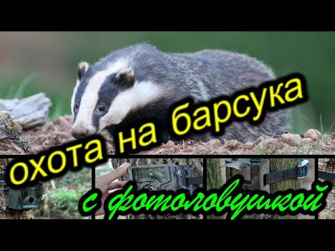 Видео: Охота на барсука с фотоловушкой.