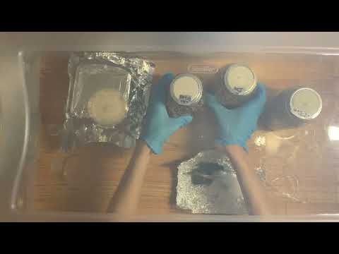 Видео: Агар в зерно в SAB (подробное руководство, стерильный TEK)