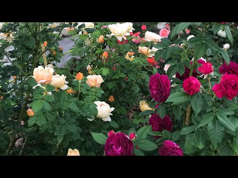 Видео: Продолжается укрытие роз на зиму..оптимальный способ обрезки роз осенью для меня. Как не ошибиться?
