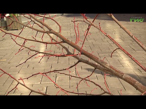 Видео: Около пяти тысяч растений: в Самаре подходит к концу сезон озеленения городских пространств