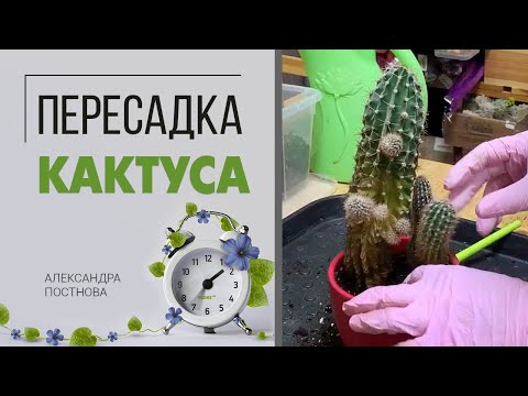 Видео: Пересадка кактуса - легко и непринужденно. Не стоит бояться, это не больно)