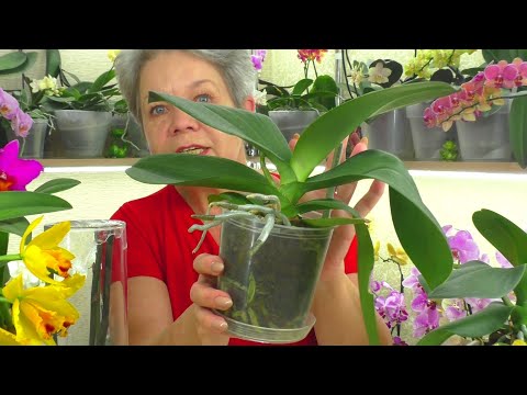 Видео: №3. Ответы на вопросы ИЗ ЖИЗНИ ОРХИДЕЙ 💐 "Вопрос в КОПИЛКУ Знаний" от ПОДПИСЧИКОВ 😊  08.06.2021г.