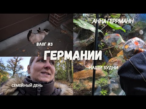 Видео: Будни в Германии// Вкусный Завтрак и Ужин//Что случилось с Котом//