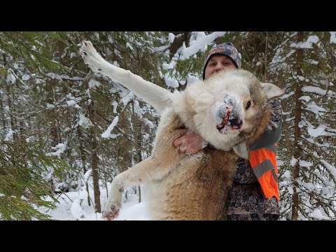 Видео: Охота на Волка с флажками. ДОБЫЛИ МАТЁРОГО! wolf hunting. 18+