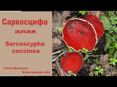 Видео: Первый весенний гриб - Саркосцифа ярко-красная.