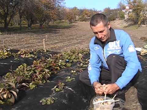 Видео: Посадка озимого чеснока по клубнике