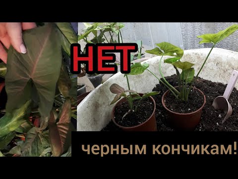 Видео: Секрет ЗДОРОВЫХ ЛИСТЬЕВ у ароидных! Пересадка черенков сингов и монстер.