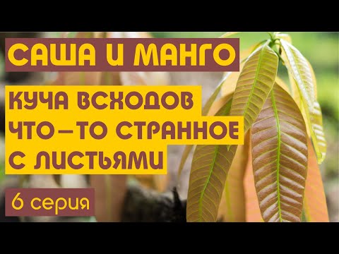Видео: Куча новых всходов, масштабная пересадка, что то странное с листьями. 6 серия.
