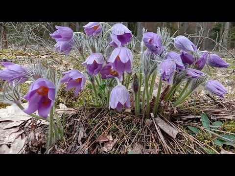 Видео: Самые красивые первоцветы весеннего леса.