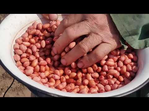 Видео: Арахис. Как  правильно посеять арахис.