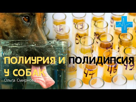Видео: Полиурия и полидипсия у собак