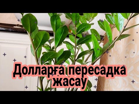 Видео: Долларға қандай топырақ керек.Доллар гүлінің пересадкасы. Үй гүлдері. Гүлдер әлемі.