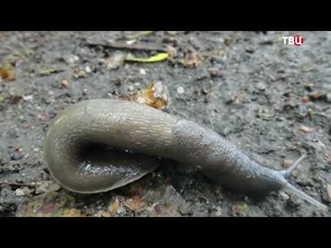 Видео: Испанские слизни атакуют наши огороды!