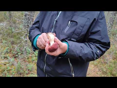 Видео: Последние боровички-шоколадки