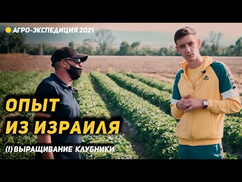 Видео: Мы кормим клубнику 5-6 раз в день. Опыт из Израиля и другие секреты Заура Умарова