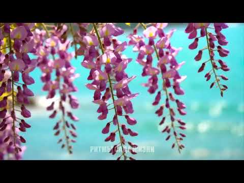 Видео: 🌸 Аффирмации для Раскрытия Творческого Потенциала. Активация Женской Энергии для Гармонии и Покоя. 🎶