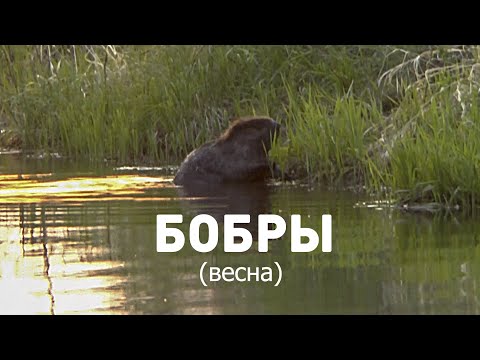 Видео: Бобры  Весна