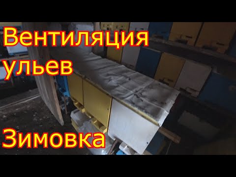 Видео: Зимовка в омшаннике. Вентиляция в ульях