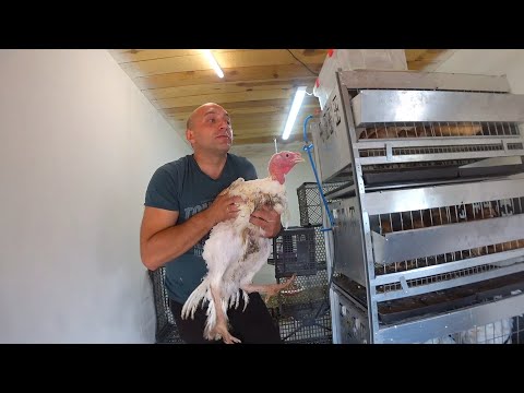 Видео: Кто лидирует по весу в 2 месяца индейка,бройлер,гусь.