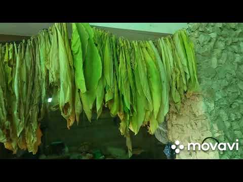 Видео: Мое мнение о семенах и вершковании табака.