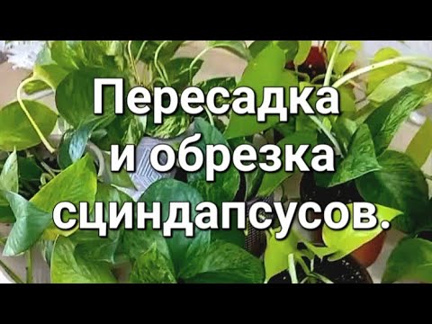 Видео: Комнатные растения.  Пересадка, обрезка сциндапсусов. Забыла сорт. #комнатныерастения#сциндапсус