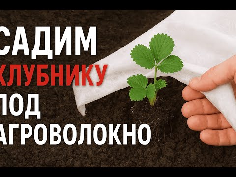 Видео: Высадка клубники под агроволокно — урожай без хлопот!