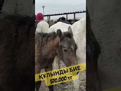 Видео: МАЛ БАЗАР 2024ж #horse #малбазар #satisfyingpopitandslime