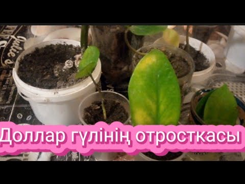 Видео: Доллар гүлінің отросткасы қалай өседі🌿Күтімі тамақтандыруы дұрыс өсіру🌿 Гүлдері әлемі.Үй гүлдері.