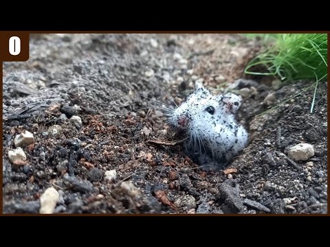 Видео: Настоящая натуралистическая клетка для хомяка (субтитры)