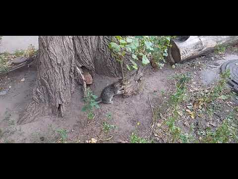 Видео: КОТЯТА С НАШЕГО ДВОРА!😻🥰😺КАФЕ" ПОД ТОПОЛЕМ!"🌳🥩