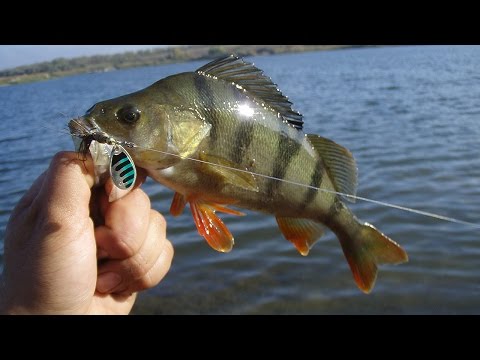 Видео: Ловля окуня на вертушки. Fishing for perch on turntables