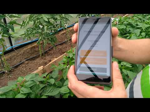 Видео: Умная Теплица в 📌 Действии # Управление через ИНТЕРНЕТ
