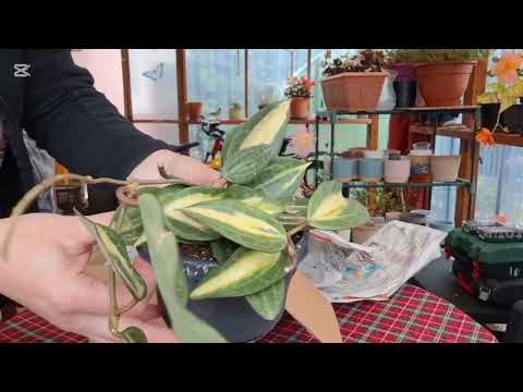 Видео: 🍀 🌿 Посылка  с хоями  из Нидерландов .🌱🌿😃👍