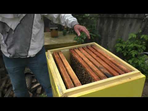 Видео: Как предотвратить роение? Создайте пчелам взяток.