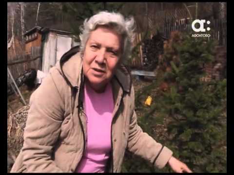 Видео: Как спасти кедр от вредителя. Голова садовая