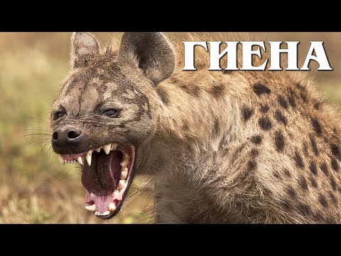 Видео: Пятнистая Гиена: Главный Санитар Саванны | Интересные факты про пятнистых гиен