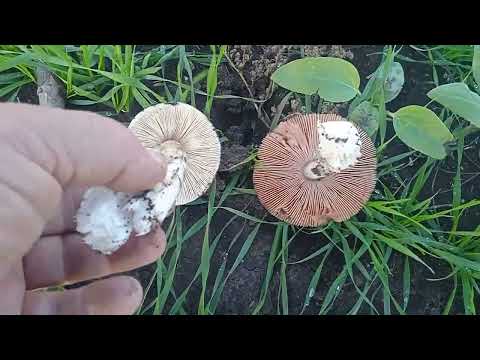 Видео: Грибы, САМОЕ ДОРОГОЕ ЖИЗНЬ...Бердянск Запорожская