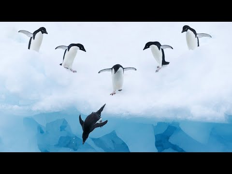 Видео: §34 "Особенности природы Антарктиды", География 7 класс ч.2, Домогацких