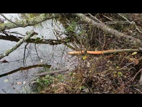 Видео: Охота на бобра проходным капканом в Вологодской области #охотанабобра#охота#бобервкапкане#охота2024