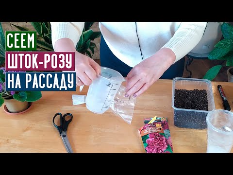 Видео: СЕЗОН 2020: ПОСАДКА ШТОК РОЗЫ НА РАССАДУ Как не допустить ошибок / Садовый гид