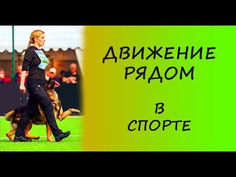 Видео: Дрессировка собак. Выполнение команды "РЯДОМ" в спорте.