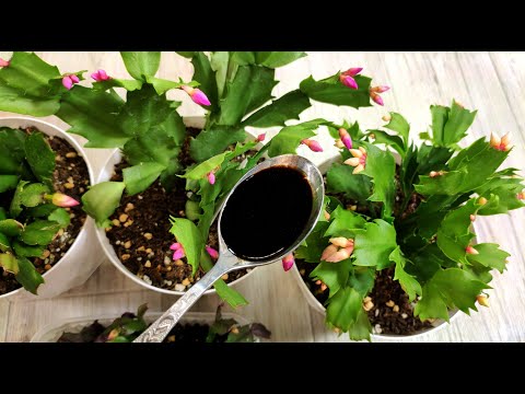 Видео: ЛЬЮ в ДЕКАБРИСТ и любой цветок сразу выдает много бутонов