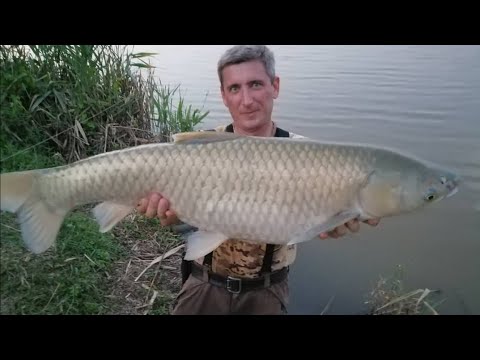 Видео: ТРОФЕЙНЫЕ АМУРЫ на Пашкину кукурузу. ЧАСТЬ 1Я)) Вторая с трофеями)))#ферментированаякукуруза
