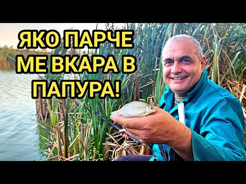 Видео: ОТЪРВАХ СЕ НА КОСЪМ!Стадо крави превзеха язовира! Есенен риболов на шаран с шише и 4м.телескоп!
