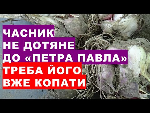 Видео: Часник не дотяне до "Петра Павла". Прийшов час збирати врожай озимого часнику