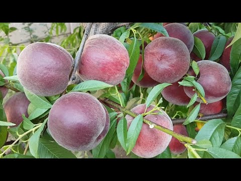 Видео: Peach Royal Majestic / ПЕРСИК РОЯЛ МАДЖЕСТИК