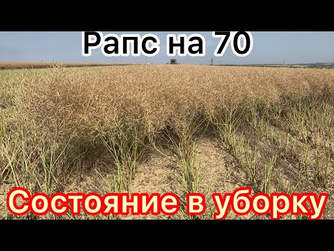 Видео: 6.07.20 Уборка рапса с междурядьем 70 см